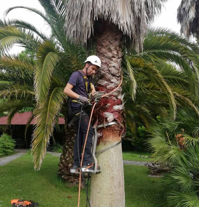 Vertinor hombre en curso de palmeras