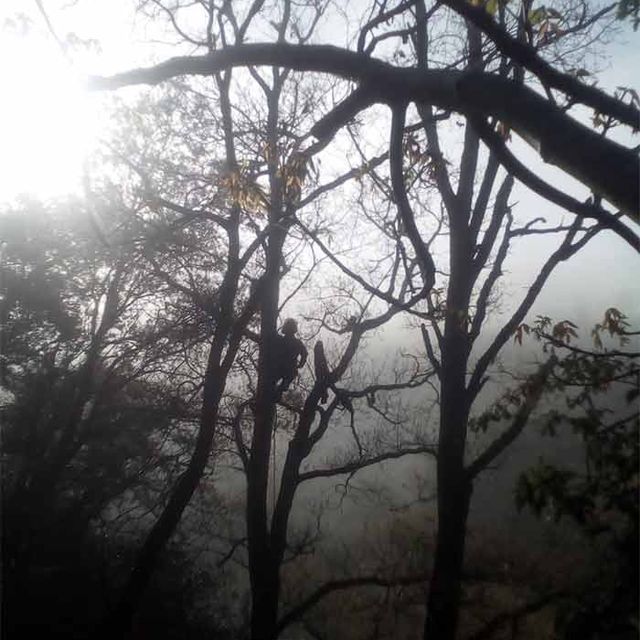 Vertinor árboles