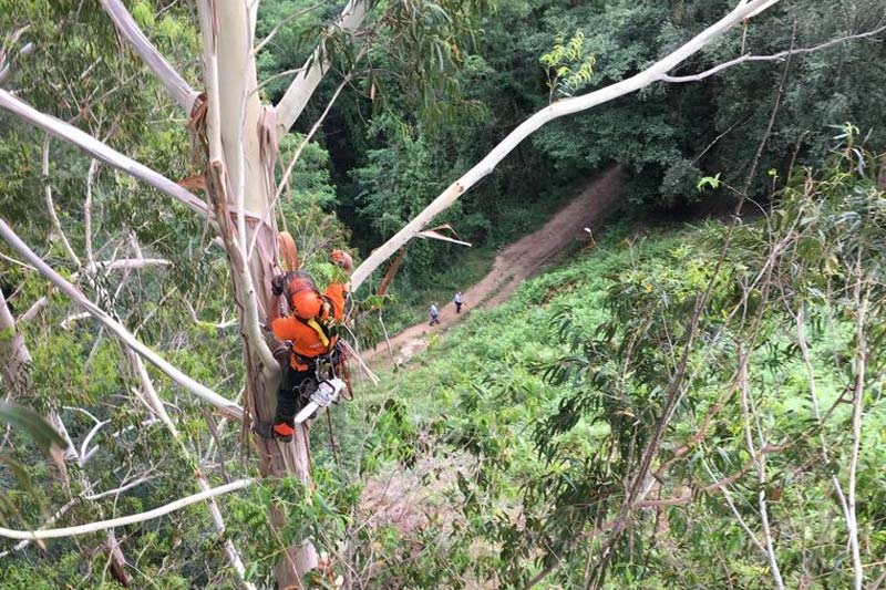 Vertinor personas en árbol