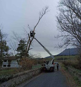 Vertinor urgencia por caída de arbolado