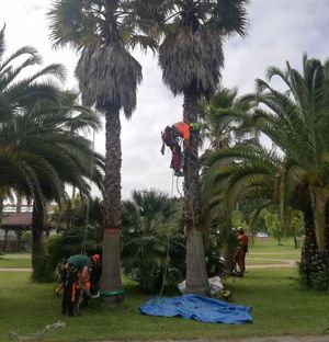 Vertinor curso de palmeras