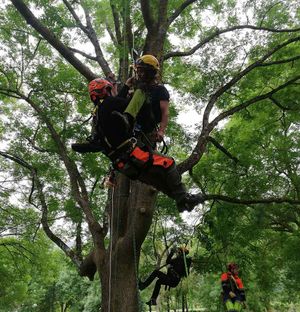 Vertinor personas en curso de rescate