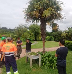 Vertinor hombres en curso de palmeras