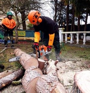 Vertinor manejo y mantenimiento de motosierra