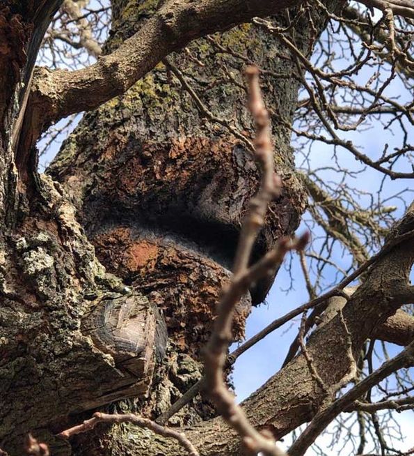 Vertinor evaluación del árbol
