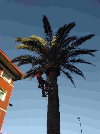 poda de palmera zona residencial