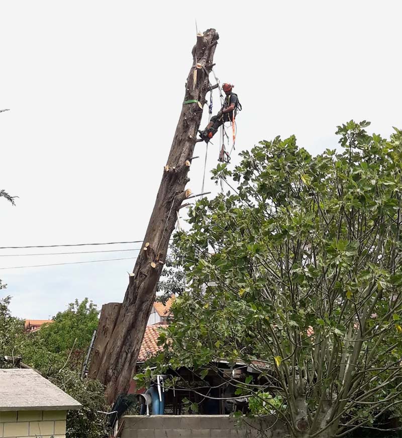 Vertinor hombre en árbol