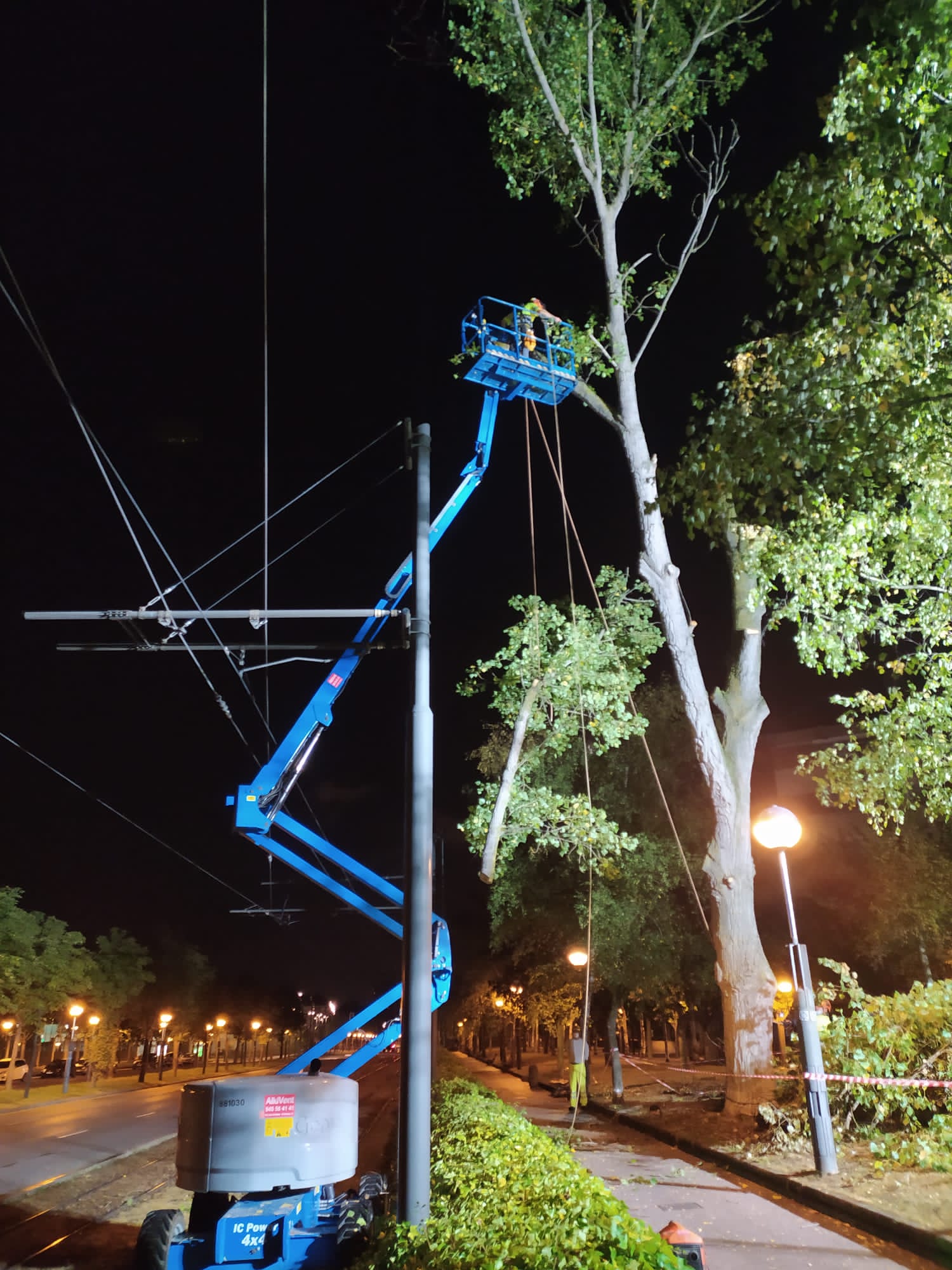 Persona podando árbol